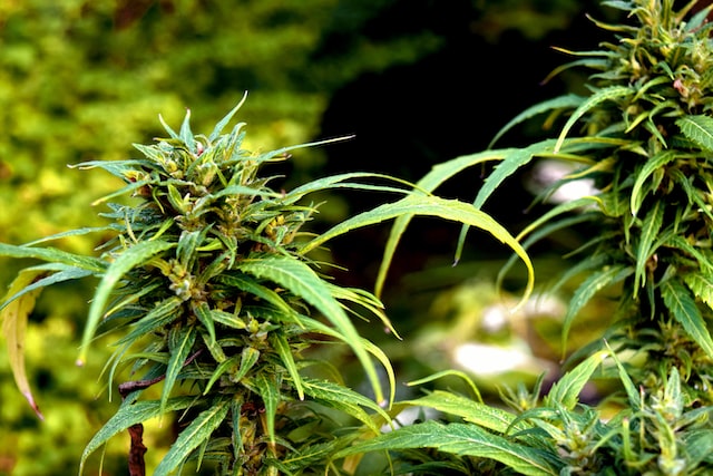Homegrown marijuana/cannabis